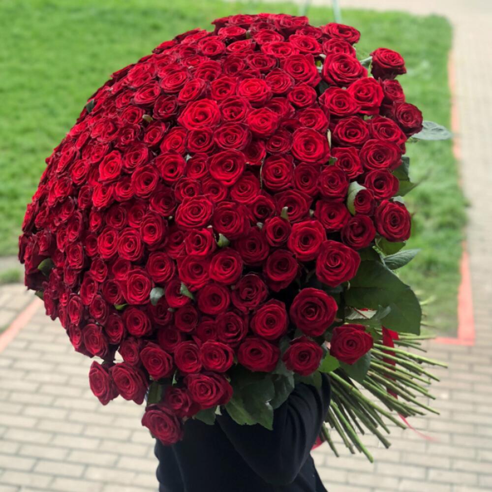 301 красная роза 70 см Киев